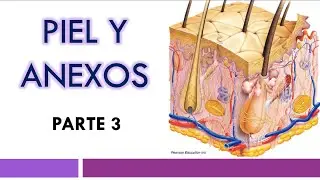 HISTOLOGÍA de la PIEL (FOLÍCULOS PILOSOS, PELOS, UÑAS) |  Parte 3