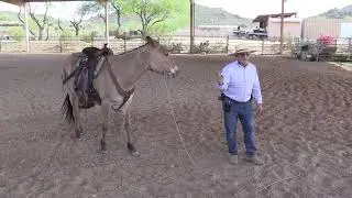 How to Tell If A Mule Is Trained and What to Look for When Buying
