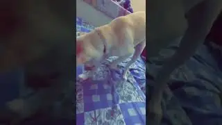 Eh hega SAAU PUTT 🤦‍♂️🤦‍♂️🤦‍♂️.    … #funny #oski #dog #doglover #pets #love #funnydogs #puppy