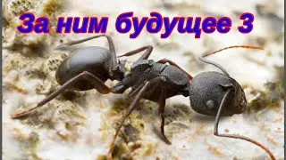 The Ants. Кампонотус Уганда