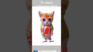 бедный котик