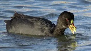 GALLARETA COMIENDO CANGREJOS