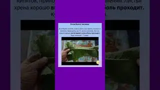 Если болят колени - возьмите лист хрена 