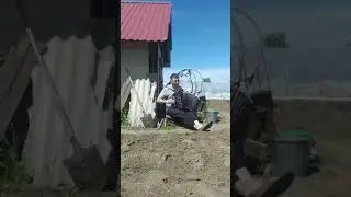 Отчего так в России берёзы шумят Любэ гармонь деревня май 2024