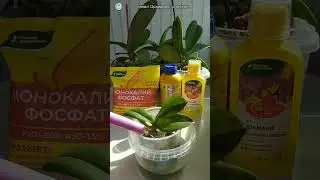 Orchid fertilizer 