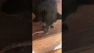 Утиные шейки 👍 (скоро в наличии)