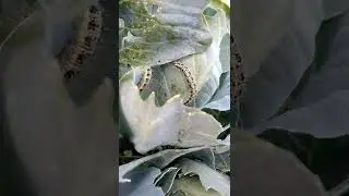 Гусеница, гусень на капусте. Что делать???!!!