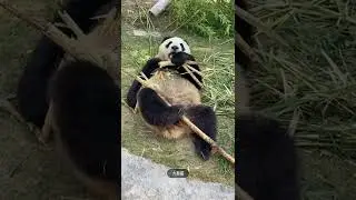 Panda and Summer