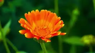 Gentle Piano Serenity: Bridal Chorus for Stress Relief & Deep Relaxation 