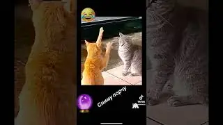 Приколы с котами