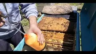 Воспиталки входят в роевое состояние, готовим к прививке.