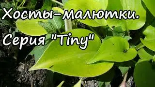 Хосты-малютки. Серия 