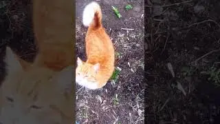 Дай пять)