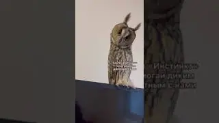 Сова Вьюга удивлена как быстро растут щенки