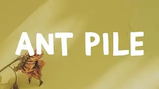 Dominic Fike - Ant Pile (Lyrics)