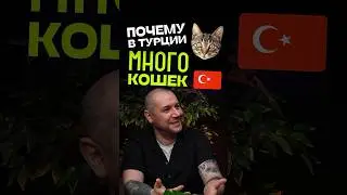 Турки ненавидят собак?!? Почему в Турции так много бездомных кошек и как они появились?