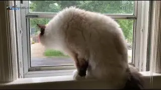 15-Year-Old Ragdoll Cat, Charlie, Update - Health and Life