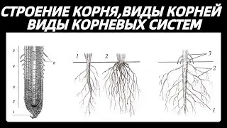 Строение корня | Типы корней | Типы корневых систем ЕГЭ