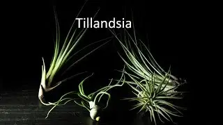 Anatomie der Tillandsia