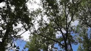 Лес, село Вешкайма Вешкаймского района Ульяновской области
