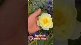 жёлтый пион Барзела