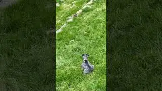 When You Finally Catch That Bunny That’s Been Leaving Cocopuffs In Your Yard! #shorts #dog #peanut