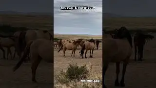 Жекпе-жек Мұғалжар айғырлары. лайк бас. каналга тіркел #youtubeshorts #horse #айғыр #reels #rek