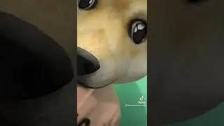 Я люблю собак….)))