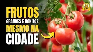 O SEGREDO de uma Horta Urbana DE SUCESSO