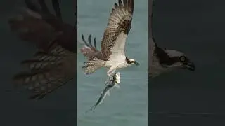 Osprey Gets Tangled in Fishing Line!!!!
