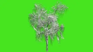 Snowy Tree green screen effect | Winter tree in green screen video | Snow Green Screen Effect