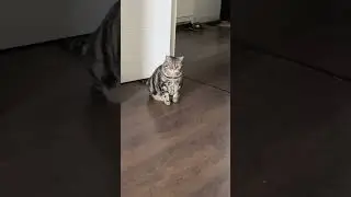 Алло - это ФСБ😂😂😂