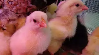 Как куры несутся без комбикорма.