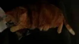 Purring Kelly