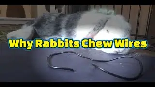 Why rabbits chew wires & what to do