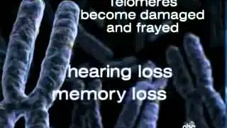 ABC News - Aging Reversed in Mice - Say Scientists - Telomeres - FINITI™