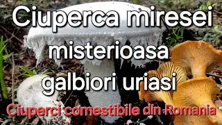 Ciuperca de ou /Galbiori Gigantici - Ciuperci din Romania