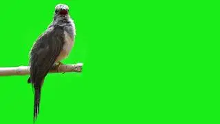 Plaintive cuckoo singing in the rain birds green screen - youtube