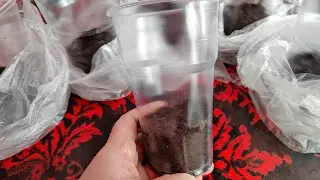 Проверенный способ как посеять перец, чтобы получить МОЩНУЮ РАССАДУ / Без пикировки