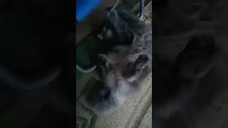 ✨Булик играет✨