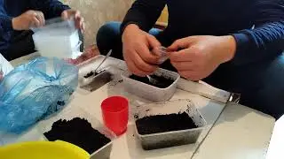 Павловния уругун себүү ыкмасы. Эрмек Кубатаевдин сабагы.