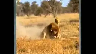 Lion Vs Cheetah   Male lion kills 2 cheetahs Лев убивает гепардов