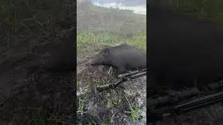 Big Hog hits the ground #hoghunt #porkchop #hoghunting #hogs #hunting #deerhunting #tidwe #memories