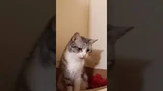 Kitties everywhere.