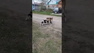 Лорд со своими детьми #beagle #beagles #lord #бигль #Лорд