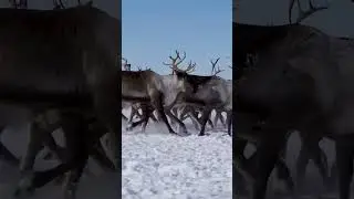 😳 Самое большое количество оленеводов проживает в России  