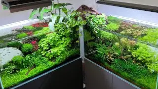 THE *AMAZING* EAST v WEST AQUASCAPES - 180 DAY UPDATE