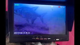 Ловля ПЛОТВЫ со ЛЬДА  на  КАМЕРУ.