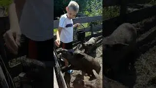 ПОРОСЯТА-ОБЖОРЫ 
