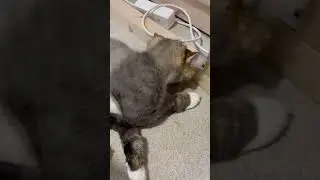 Оливковое масло это наверное уже как тяжелые **котики | 